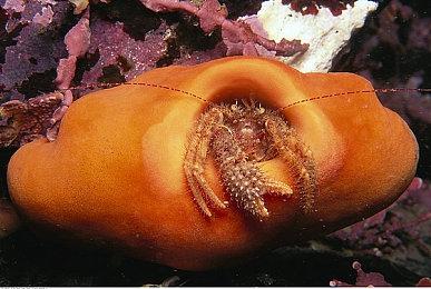 ACQUIRE推出特别网站 纪念公司成立30周年